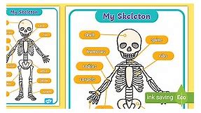 Human Skeleton Labelled Poster