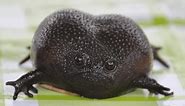 Black Rain Frog: Care Guide & Species Profile - Everything Reptiles