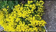 yellow perennial flower Basket of Gold Alyssum