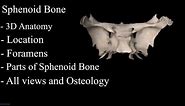The Sphenoid Bone anatomy 3d osteology , bony features, anatomy of Sphenoid Bone, parts of Sphenoid
