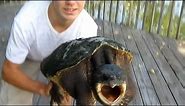How to properly hold a Snapping turtle