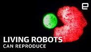 World's first living robots "Xenobots" can now reproduce