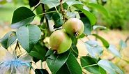 Common Problems with Growing Pear Trees
