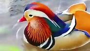 Beautiful bird. Nature's best colors. | Nature & Animals