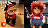 The 15 Best HALLOWEEN COSTUMES For CATS 🎃😺