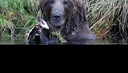 Clyde the Kodiak Bear: The Largest Kodiak Bear on Record #shorts #bears #wildlife