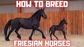 How to breed Friesian horses. I explain.