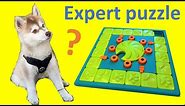 Should you buy a Level 4 dog puzzle? (Nina Ottosson MultiPuzzle product review)