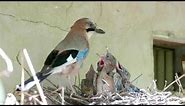 Blue Jay Feeding Chicks in the Bird's Nest