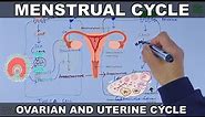 Menstrual Cycle | Ovarian and Uterine Cycle