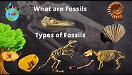 What is a Fossil | Types of Fossils | How are Fossils formed | Educational video for Kids