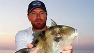 How to Catch Triggerfish: Best Bait, Tactics, Locations & More - Florida Sportsman