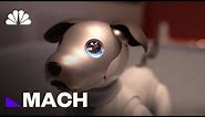 Sony’s Beloved Robotic Dog Is Back With A New Bag Of Tricks | Mach | NBC News