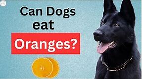 Can Dogs Eat Oranges? Everything You Need to Know