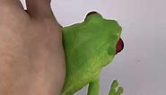 Alive stretch Tree frog squishy stress animal toys rubber soft for kids