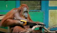 Incredible Orangutan Moments (Part 1) | Top 5s | BBC Earth