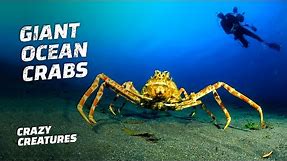 The Giant Japanese Spider Crab