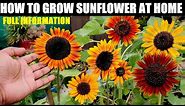 How To Grow Sunflower At Home | Seed to Flower