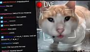 Why is this cat on a livestream?