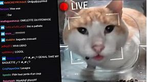 Why is this cat on a livestream?