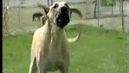 Breed All About It - Great Dane