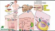 Carnitine, Choline, Cancer and Cholesterol: The TMAO Connection