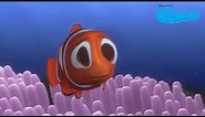 Finding Memeo (Nemo YTP)