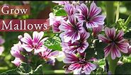 Mallow / Malva sylvestris | Common Mallow Plant Growing and Care । মালভা ফুল গাছ