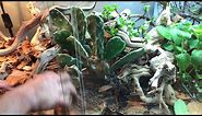 How to setup a BioActive Bearded Dragon terrarium - Self cleaning & maintaining
