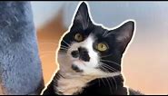 Charming Cat Has Moustache And Goatee