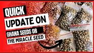 Quick review on Ghana seeds / Miracle seed