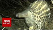 Rare footage of wild giant pangolins - BBC News