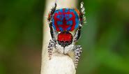 Peacock spiders species found in Australia