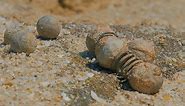 Musket 'bolo' balls buried in sand for 366 years discovered on WA beach