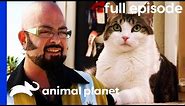 Cat and Dog at War Learn To Get Along | My Cat From Hell (Full Episode)