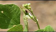 Stopping Mexican Bean Beetles – This Week in the Garden