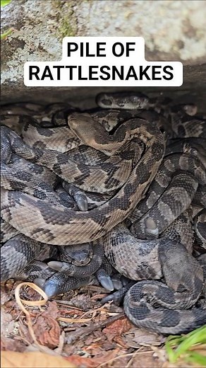 Baby Timber Rattlesnake Pile! #rattlesnake #snake #wildlife #nature #reptiles #herping #shorts