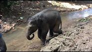 Baby Elephant Laughing