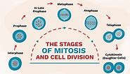 The Stages of Mitosis and Cell Division
