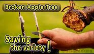 Grafting Fruit Trees | Broken Apple Tree – How do I save the fruit variety?