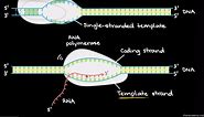 DNA transcription and mRNA processing