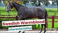 Swedish Warmblood | characteristics, origin & disciplines