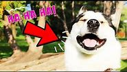 Can Dogs Laugh? Here's How You Can Make Your Dog Laugh...