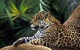 Animals In The Tropical Rainforest Photos
