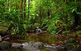 Images of Rainforest Background