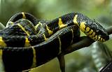 Tropical Rainforest Snakes Pictures