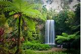 Images of Tropical Forest Queensland