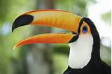 Tropical Rainforest Unique Animals