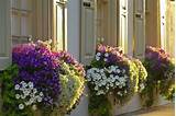 Pictures Of Window Boxes Images