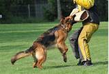 Photos of German Shepherd Protection Training